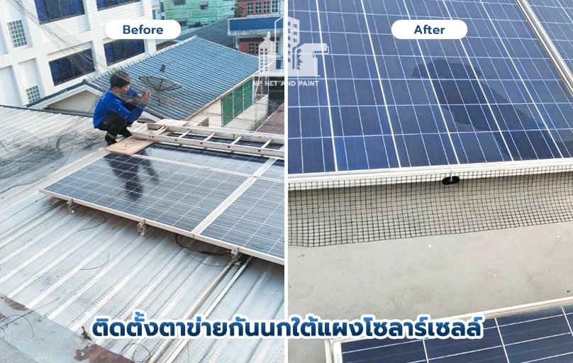 Install bird netting under the solar panels. npnetandpaint